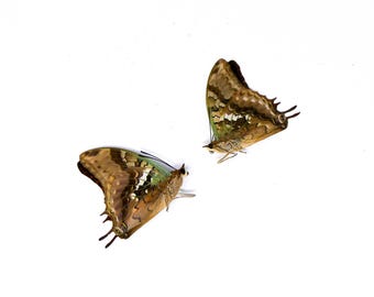 TWO (2) The Green-veined Emperor (Charaxes candiope) A1 Unmounted Specimens