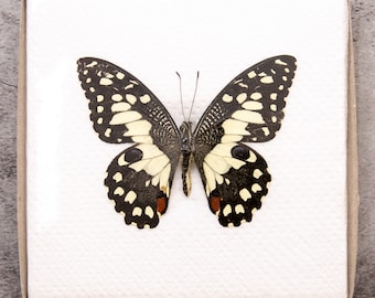 Pack of 2 Lime Butterflies (Papilio demoleus) WINGS-SPREAD, Ethically Sourced Preserved Specimens for Collecting & Artistic Creation