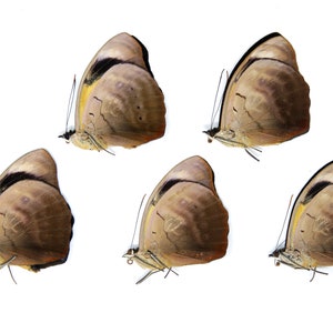 FIVE (5) The Blue-frosted Catone Butterflies | Catonephele numilia |  Ethical Dry-preserved Unmounted Butterflies for Artists and Education