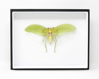 Giant Katydid Taxidermy Specimen Thailand | Museum Entomology Box Frame | 12x9x2 inch (JA06)
