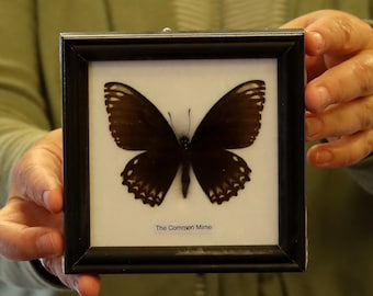 Real Butterfly Specimen Vintage Framed Dry-preserved Taxidermy Butterfly