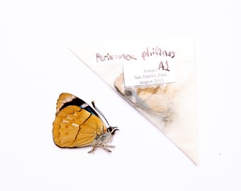 TWO (2) Perisama philinus | A1 Real Dry-Preserved Butterflies | Unmounted Entomology Taxidermy Specimens