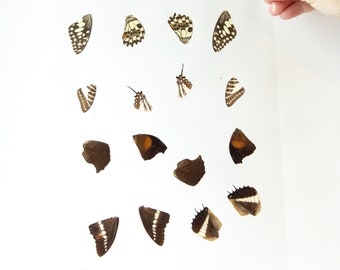 Butterfly Wings GLOSSY LAMINATED SHEET Real Ethically Sourced Specimens Moths Butterflies Wings for Art -- S49