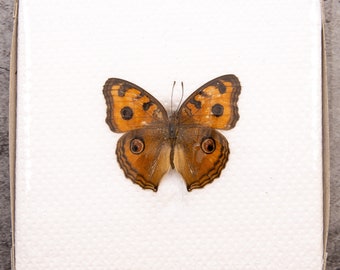 Pack of 2 Peacock Pansy Butterflies (Junonia almana) WINGS-SPREAD, Ethically Sourced Preserved Specimens for Collecting & Artistic