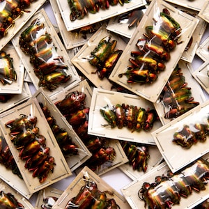 May include: A collection of iridescent green and red beetles are displayed in clear plastic cases on a white background. The beetles are arranged in rows and are all facing the same direction.
