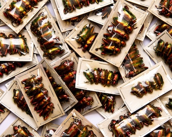 Pack of 10 Red Frog Beetles (Sagra laticollis) Java, A1 Real Entomology Specimens for Artistic Creation