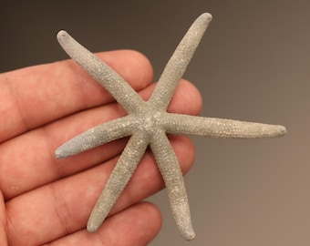 Ophidiasteridae Starfish Specimen (Linckia laevigata) Philippines, Sea-life (1085631)