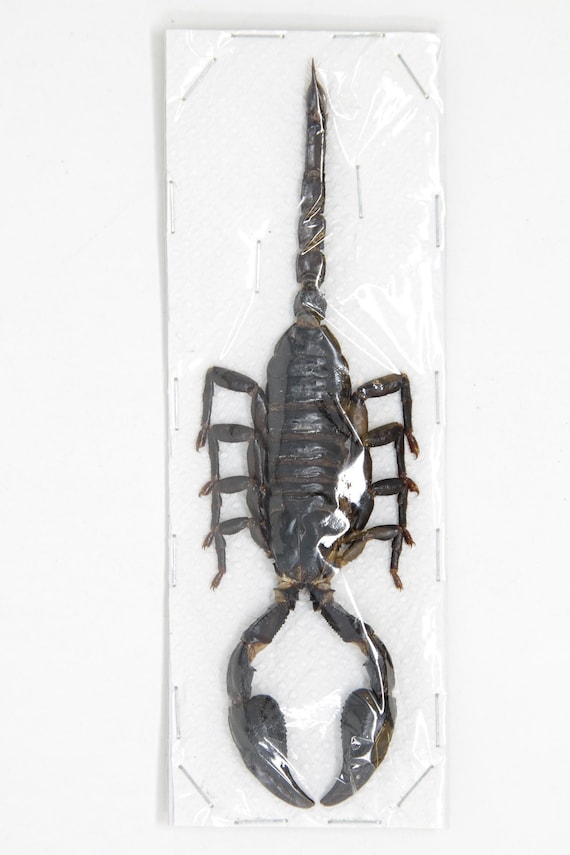 2 X Giant Forest Scorpions (heterometrus Spinifer) +/- 120mm A1