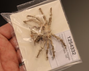 EPIALTIDAE Crab Specimen (Criocarcinus superciliosus) Philippines, Sea-life (1254332)