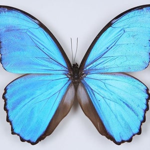TWO (2) Morpho didius Giant Blue Butterflies Unmounted A1 Specimens FREE SHIPPING