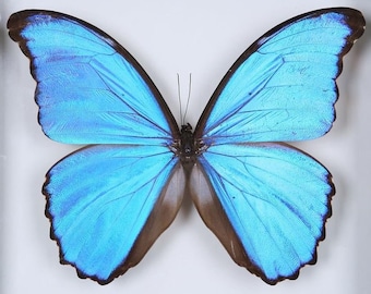 TWO (2) Morpho didius Giant Blue Butterflies Unmounted A1 Specimens FREE SHIPPING