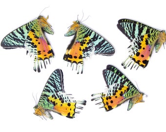 FIVE (5) Madagascan Sunset Moths (Chrysiridia rhipheus) A1 Unmounted Specimens