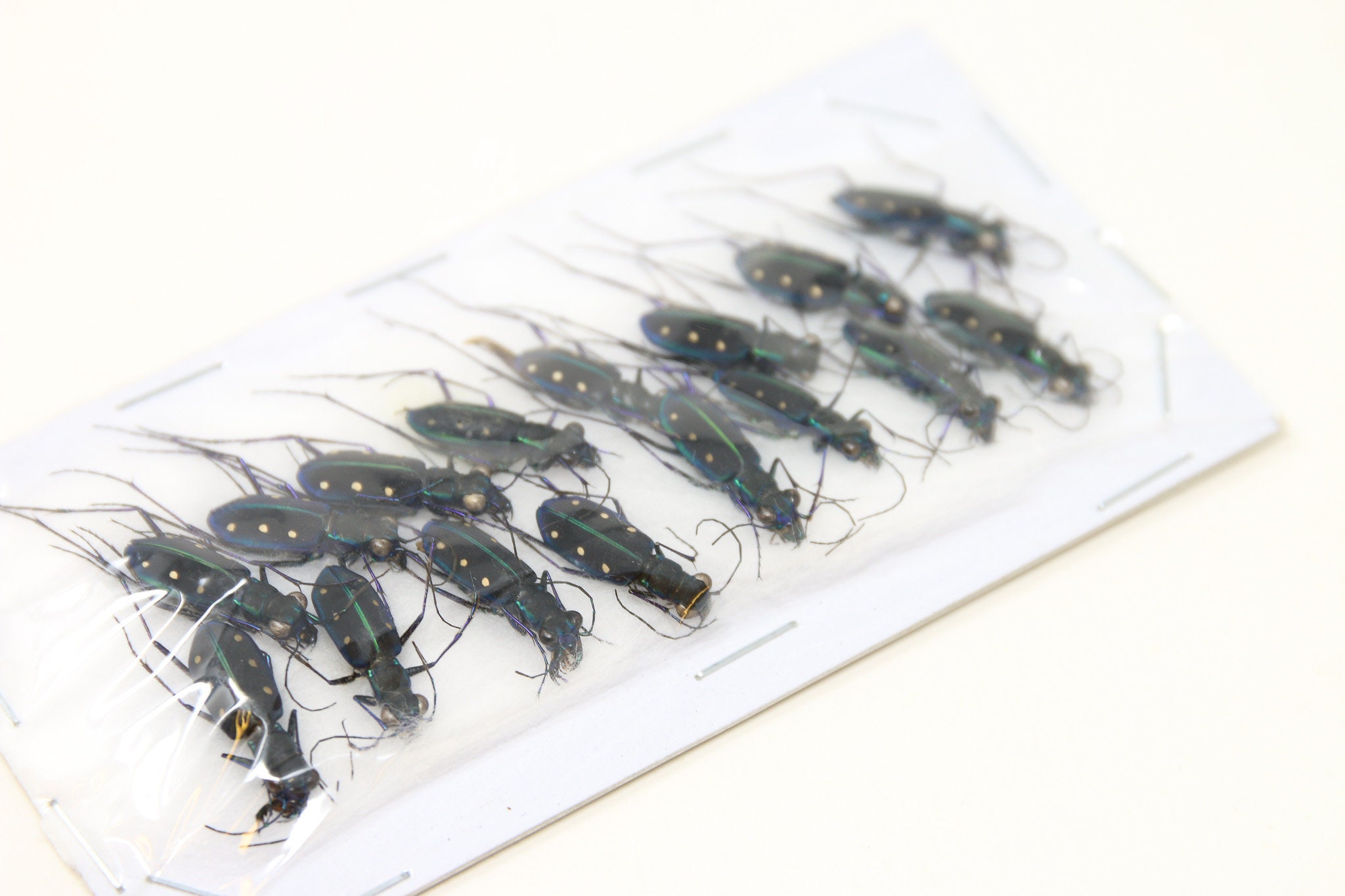 MICRO BEETLES Assorted Specimens Insect Collection (Thailand) A1