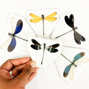 Puede incluir: Cinco libélulas preservadas con diversos colores de alas, incluyendo amarillo, negro, azul y blanco, se exhiben sobre papel blanco. Las libélulas están dispuestas en un patrón circular, mostrando sus delicadas alas y cuerpos delgados.