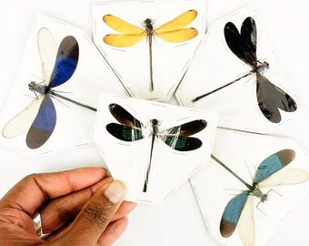 20 x Caballitos del diablo surtidos, especímenes de entomología de tamaño A1, venta al por mayor