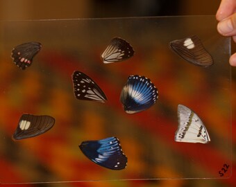 Butterfly Wings GLOSSY LAMINATED SHEET Real Ethically Sourced Specimens Moths Butterflies Wings for Art -- S22