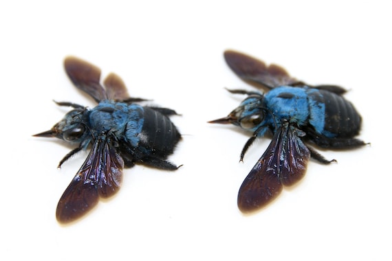 2 匹の青いクマバチ (Xylocopa caerulea) | A1 スプレッド標本
