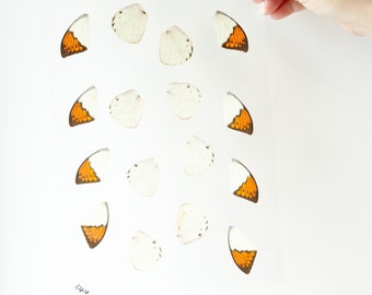 Butterfly Wings GLOSSY LAMINATED SHEET Real Ethically Sourced Specimens Moths Butterflies Wings for Art -- S44