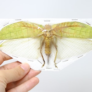 May include: A preserved green and brown insect with translucent wings mounted on a white paper background.