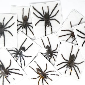 May include: A collection of eight framed tarantulas, each displayed on a white background. The tarantulas are preserved and mounted in a natural pose, showcasing their intricate details.