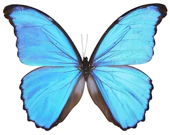 Morpho didius A1 | Gigantische blauwe Morpho-vlinders | Echte ongemonteerde exemplaren | Ethische vlindertaxidermie