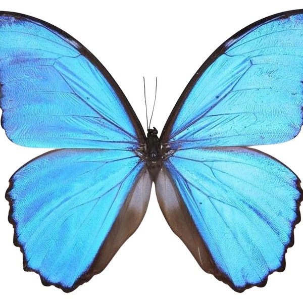 Morpho didius A1 | Giant Blue Morpho Butterflies | Real Unmounted Specimens | Ethical Butterfly Taxidermy