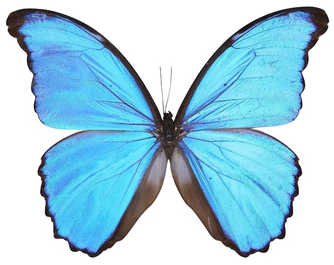 Featured listing image: Morpho didius A1 | Giant Blue Morpho Butterflies | Real Unmounted Specimens | Ethical Butterfly Taxidermy