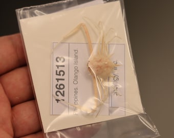 Leucosiidae Crab Specimen (Arcania undecimspinosa) Philippines, Sea-life (1261513)