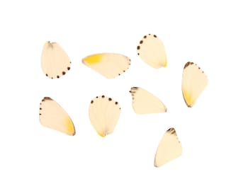 10 White Albatrosses Loose Butterfly Wings (Appias sabina) Real Wings for Artistic Creation