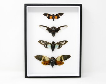 Cicadas Insects Taxidermy Specimens | Museum Entomology Box Frame | 12x9x2 inch (JA02)