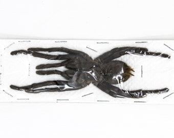 Two (2) Thai Bird-eating Tarantulas (Cyriopagopus minax) 100-120mm +/-  A1 Haplopelma Spiders, Arachnids, Entomology