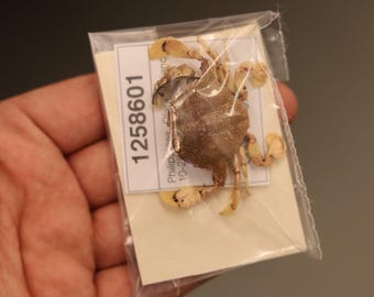 MATUTIDAE Crab Specimen (Matuta banksii) Philippines, Sea-life (1258601)