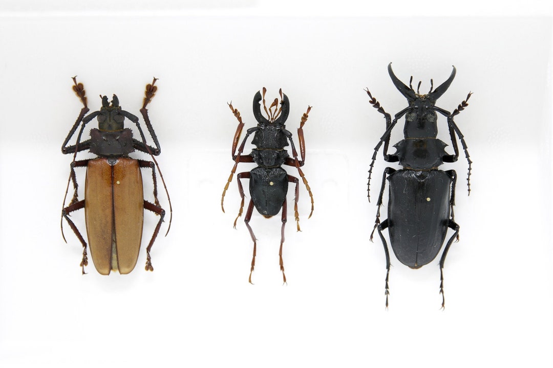 A Collection of Real Longhorned Beetles coleoptera Inc. Scientific ...