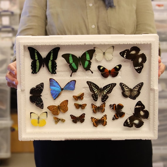 写真のように傷んだ蝶。壊れた標本はアートやクラフトのプロジェクトに
