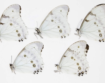 FIVE (5) Morpho polyphemus luna | White Morpho Butterflies | A1 Dry-Preserved Specimens