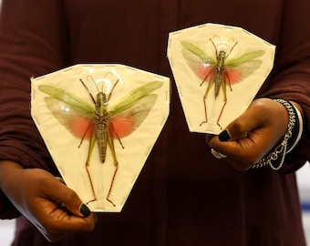 LOT OF 10 Citrus Locust (Chondracris rosea rosea) A1 Spread Specimens WHOLESALE