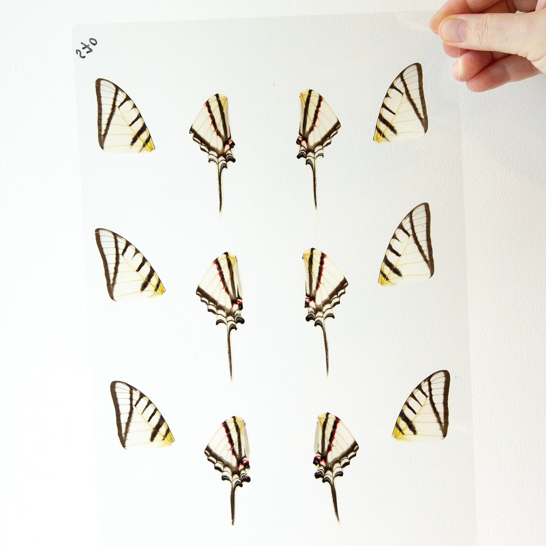 Butterfly Wings GLOSSY LAMINATED SHEET Real Ethically Sourced Etsy
