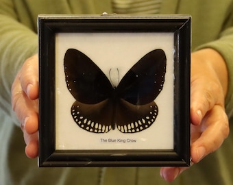 Real Butterfly Specimen Vintage Framed Dry-preserved Taxidermy Butterfly