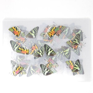 May include: A clear plastic bag filled with colorful butterfly wings. The wings are a mix of green, orange, black, and white.