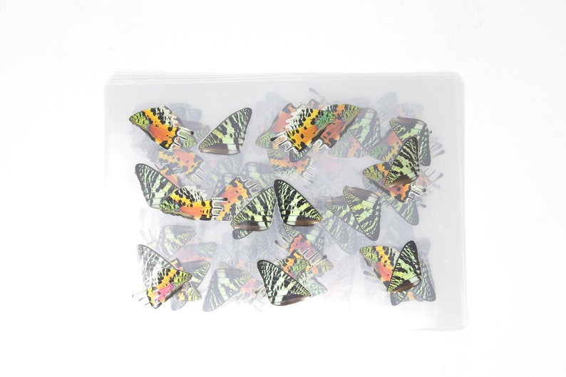 May include: A clear plastic bag filled with colorful butterfly wings. The wings are a mix of green, orange, black, and white.