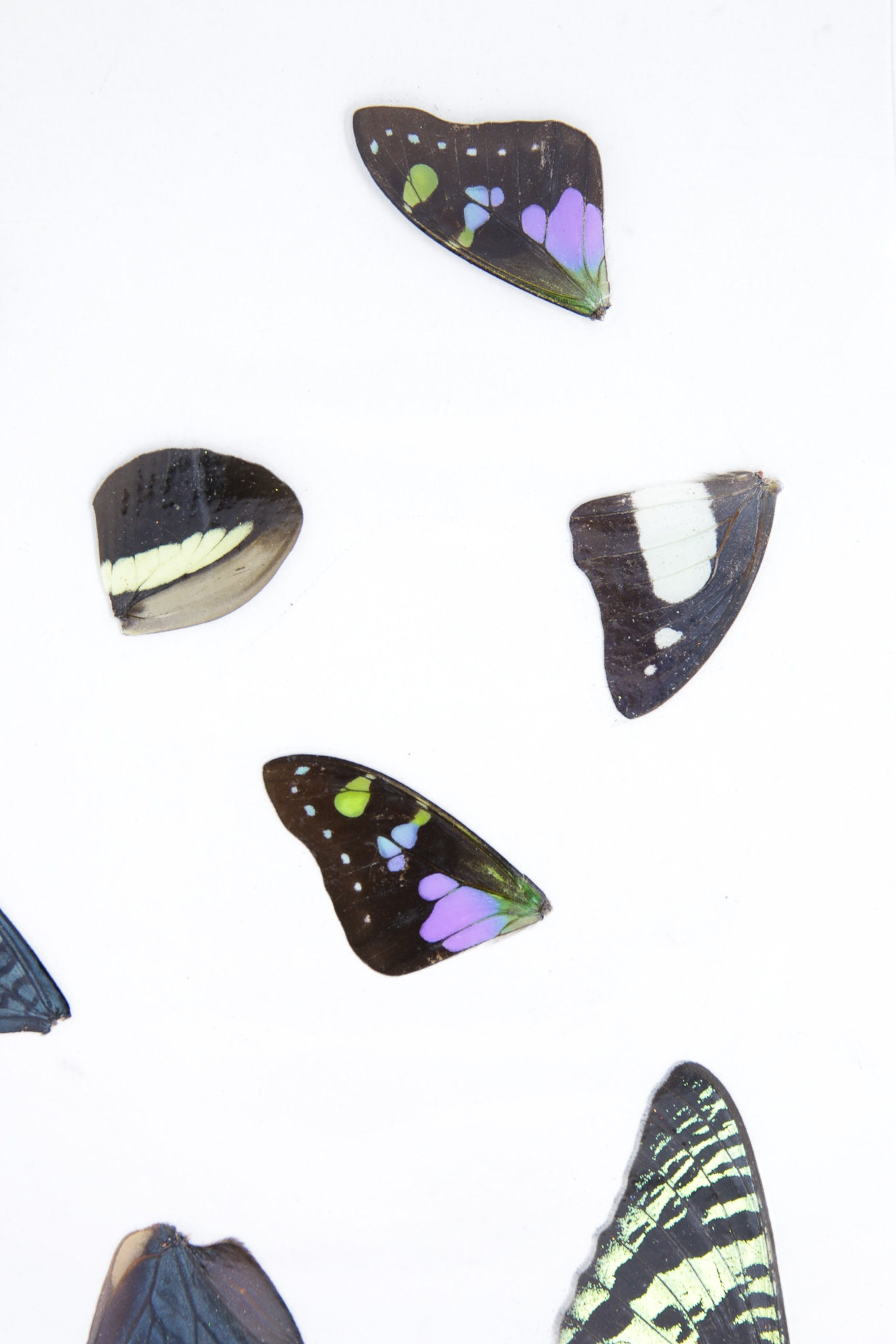 Laminated Sheet of Real Butterfly Wings A5 Glossy 80 mic 154 x 216mm