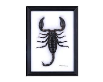 Giant Thai Forest Scorpion (Heterometrus spinifer) | Framed Arachnid Wall Decor | Unique Taxidermy Collectables | 8 x 6 in. Gift Boxed