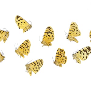 WHOLESALE 100 x Crotalaria Podborer Moth | Argina astrea | Dry-Preserved Unmounted Butterfly Specimens A1