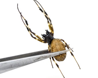 TWO (2) x Hermit Orb-weaver Spiders (Nephilengys malabarensis) STUFFED ABDOMENS Taxidermy A1