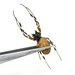 see more listings in the Beetles & Other Insects section
