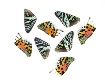 16 Loose Madagascan Sunset Moth Wings | Chrysiridia rhipheus | Butterfly Wings for Art