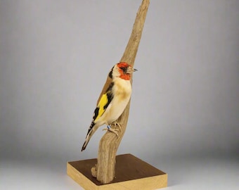 Norwegian Goldfinch Taxidermy (Carduelis carduelis) Non-CITES species