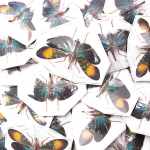 Paquete de 10 Pyrops gunjii, insectos linterna de puntos dorados, ejemplares de Pyrops de origen ético A1