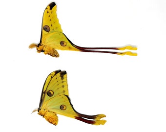 TWO (2) Argema mittrei PAIR, Madagascan Comet Moon Moth | Unmounted Dry-Preserved Specimens | Entomology Lepidoptera A1