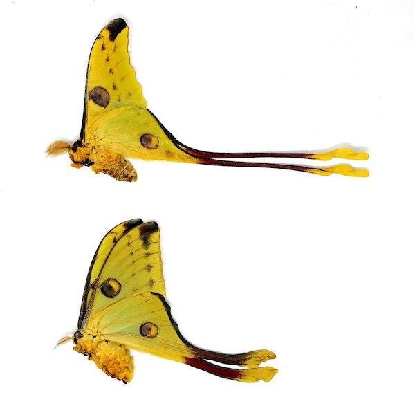 TWO (2) Madagascan Comet Moths A1 PAIR (Argema mittrei) A1 Unmounted Specimens Ethically Sourced